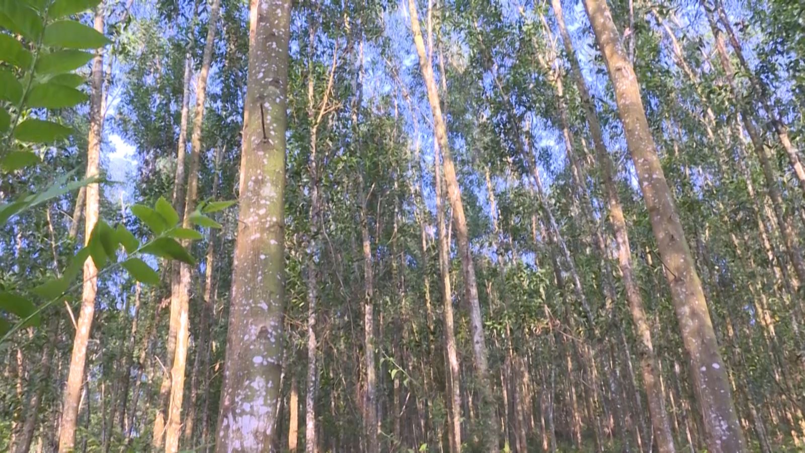 Priorité au développement des forêts d arbres de très grandes tailles